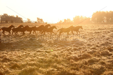 Gestuet Goerlsdorf  Silhouette  Pferde bei Sonnenaufgang im Galopp auf der Weide