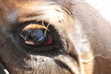 Iffezheim  Auge eines Pferdes