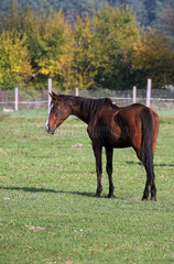 Zernikow  altes Pferd steht auf einer Weide