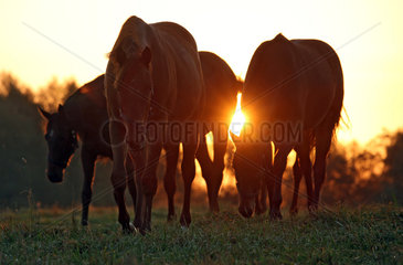 Gestuet Goerlsdorf  Pferde bei Sonnenaufgang auf der Weide