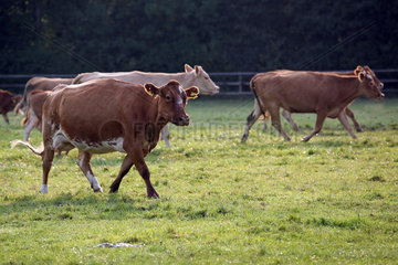 Ascheberg-Herbern  Deutschland  Rinder auf einer Weide in Bewegung