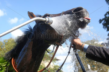 Iffezheim  Deutschland  Pferd geniesst die Dusche nach dem Rennen