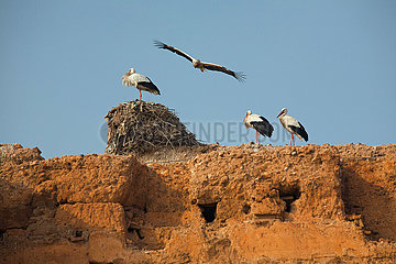 Storks on Ruins of El-Badi Palace - Marrakesh