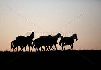 Gestuet Goerlsdorf  Silhouette  Pferde bei Morgendaemmerung im Trab auf der Weide