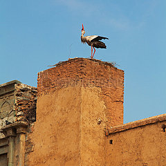 Stork - Marrakesh