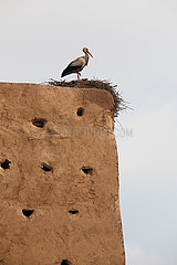 Stork - Marrakesh