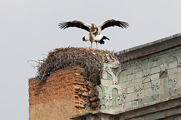 Storks - Marrakesh
