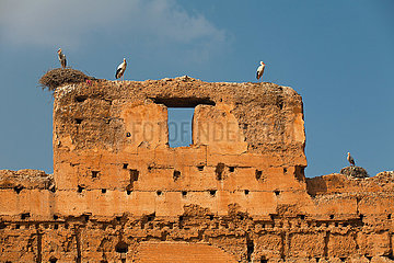 Storks on Ruins of El-Badi Palace - Marrakesh