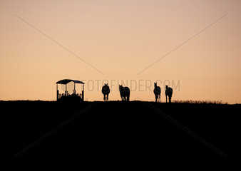Gestuet Goerlsdorf  Silhouette  Pferde stehen bei Morgendaemmerung auf der Weide