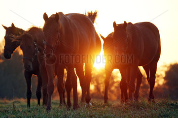 Gestuet Goerlsdorf  Pferde bei Sonnenaufgang auf der Weide
