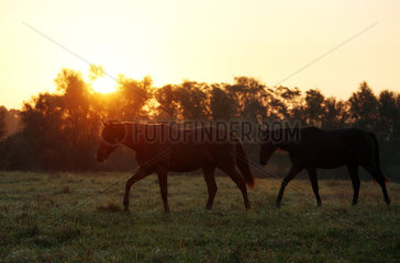 Gestuet Goerlsdorf  Silhouette  Pferde bei Sonnenaufgang im Schritt auf der Weide