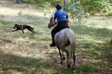 Zernikow  Frau trifft bei einem Ausritt im Wald auf einen freilaufenden Hund