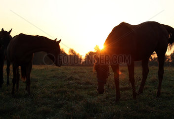 Gestuet Goerlsdorf  Silhouette  Pferde bei Sonnenaufgang auf der Weide