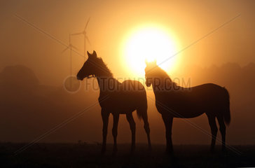 Goerlsdorf  Deutschland  Silhouetten von Pferden bei Sonnenaufgang