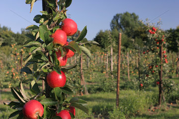 Stubbe  Deutschland  Obsthof Gut Stubbe  Feld mit Apfelbaeumen