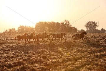 Gestuet Goerlsdorf  Silhouette  Pferde bei Sonnenaufgang im Galopp auf der Weide