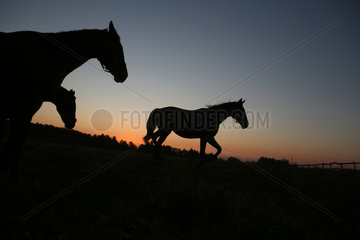 Gestuet Goerlsdorf  Silhouette  Pferde bei Daemmerung im Trab auf der Weide