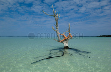 Junge Frau liegt in einem Baum  Bahamas