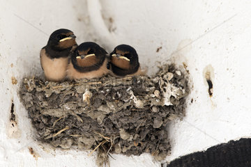 Ascheberg-Herbern  Deutschland  junge Mehlschwalben sitzen in ihrem Nest