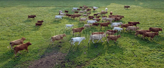 Ascheberg-Herbern  Deutschland  Rinder auf einer Weide in Bewegung aus der Vogelperspektive