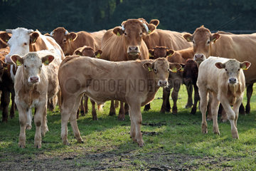Ascheberg-Herbern  Deutschland  Rinder auf einer Weide schauen aufmerksam zum Betrachter