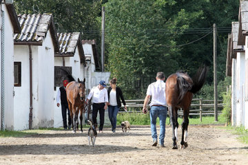 Iffezheim  Pferde werden nach dem Rennen trockengefuehrt