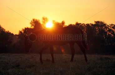 Gestuet Goerlsdorf  Silhouette  Pferd bei Sonnenaufgang im Schritt auf der Weide