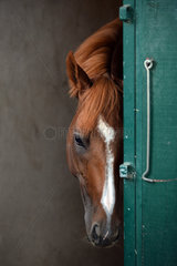 Chantilly  Frankreich  Pferd schaut muede aus seiner Box