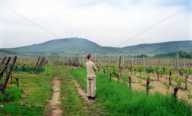 Tourist schaut sich in der Landschaft um (Elsass)