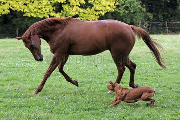 Gestuet Westerberg  Pferd und Hund spielen zusammen auf der Weide