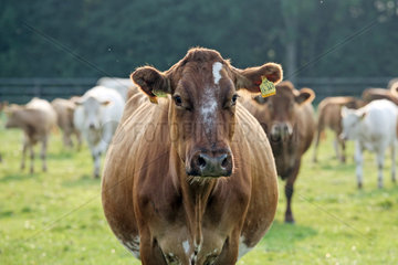 Ascheberg-Herbern  Deutschland  Rind auf einer Weide schaut aufmerksam zum Betrachter