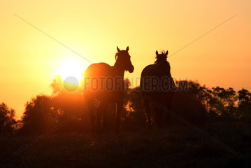 Gestuet Goerlsdorf  Silhouette  Pferde bei Sonnenaufgang im Trab auf der Weide