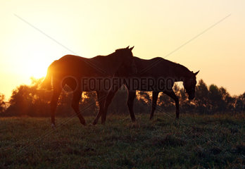 Gestuet Goerlsdorf  Silhouette  Pferde bei Sonnenaufgang im Schritt auf der Weide
