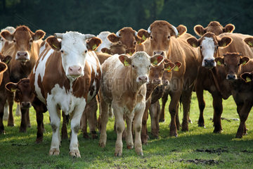Ascheberg-Herbern  Deutschland  Rinder auf einer Weide schauen aufmerksam zum Betrachter