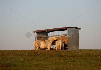 Gestuet Goerlsdorf  Pferde fressen auf der Weide aus einer ueberdachten Heuraufe