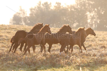 Gestuet Goerlsdorf  Pferde am Morgen im Galopp auf der Weide