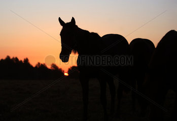 Gestuet Goerlsdorf  Silhouette  Pferd steht bei Sonnenaufgang auf der Weide
