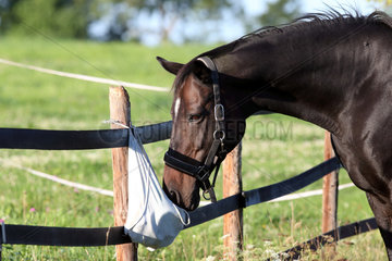 Gestuet Westerberg  Pferd schnuppert auf der Weide neugierig an einem Putzbeutel