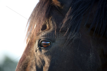 Gestuet Westerberg  Augenpartie eines Pferdes