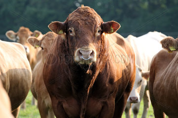 Ascheberg-Herbern  Deutschland  Rinderbulle auf einer Weide schaut aufmerksam zum Betrachter