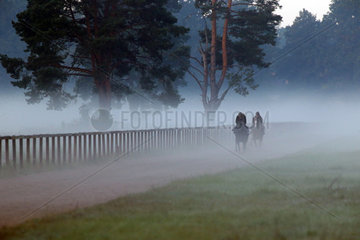 Hoppegarten  Pferde und Reiter bei der Morgenarbeit im Nebel