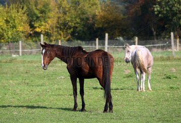Zernikow  Pferde schauen sich auf der Weide aufmerksam um