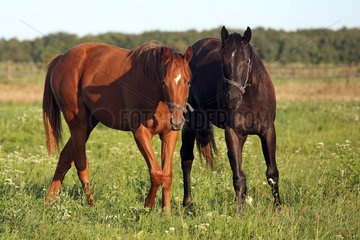 Gestuet Westerberg  Pferde auf einer Weide schauen aufmerksam. Raspberry Beret (links) und Diary of Dreams