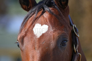 Iffezheim  Pferd hat ein Abzeichen in Form eines Herzens auf der Stirn