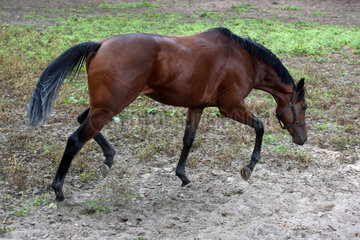 Neuenhagen  Deutschland  Pferd sucht auf der Sandkoppel einen Platz zum Waelzen