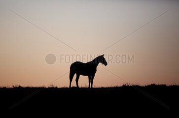 Gestuet Goerlsdorf  Silhouette  Pferd steht bei Morgendaemmerung auf der Weide