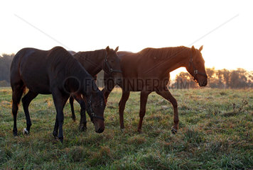 Gestuet Goerlsdorf  Pferde am Morgen auf der Weide