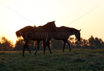 Gestuet Goerlsdorf  Pferde am Morgen im Schritt auf der Weide