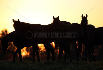 Gestuet Goerlsdorf  Silhouette  Pferde stehen bei Sonnenaufgang auf der Weide