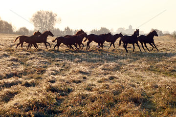Gestuet Goerlsdorf  Silhouette  Pferde im Galopp auf der Weide